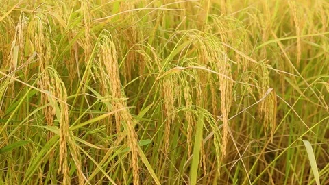The rice blown by the wind Stock Footage 119804628