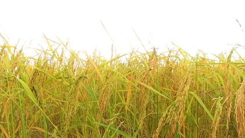 The rice blown by the wind Stock Footage 119804633