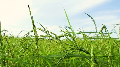 The rice blown by the wind Stock Footage 119804634