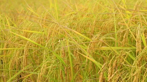 The rice blown by the wind Stock Footage 119804635