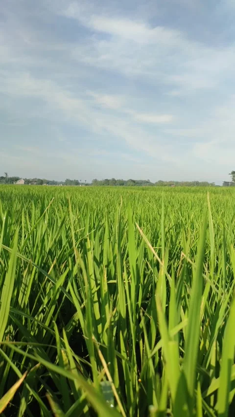 Rice blue sky Stock Footage 241729416