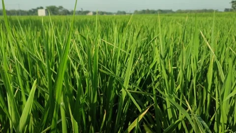 Rice blue sky Stock Footage 241730045