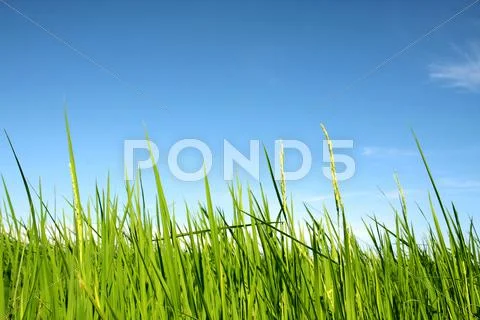 Rice with blue sky Stock Photos