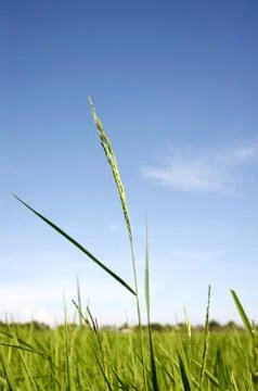 Rice with blue sky Stock Photos