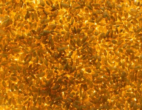 Rice bubbles Foto stock