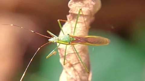 Rice Bug (Leptocorisa) Cleaning Antennae on Vine 2K Slow Motion Stock Footage 346304012