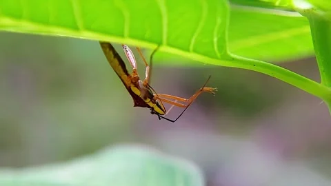 Rice Bug (Leptocorisa) Cleaning Antennae Under Leaf 4K Slow Motion Copy Space Stock Footage 346611440