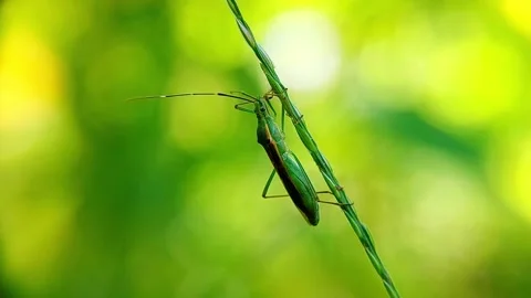 Rice Bug (Leptocorisa) Clinging Grass Stem 4K Slow Motion 库存影片 346366102