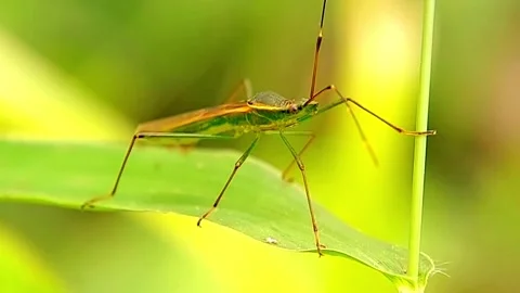 Rice Bug (Leptocorisa) Moving Antennae on Green Leaf 2K Slow Motion Stock Footage 346287812