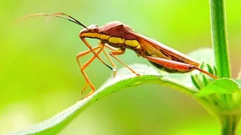 Rice Bug (Leptocorisa) Moving Antennae on Green Leaf 2K Slow Motion Stock Footage 346300941