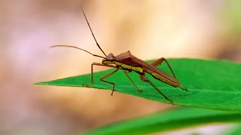 Rice Bug (Leptocorisa) Walking Green Leaf 4K Slow Motion Copy Space Stock Footage 346611393