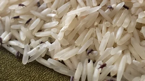 Rice bugs or Rice weevils crawling in grain | 4K Micro Shot Stock Footage 143316827