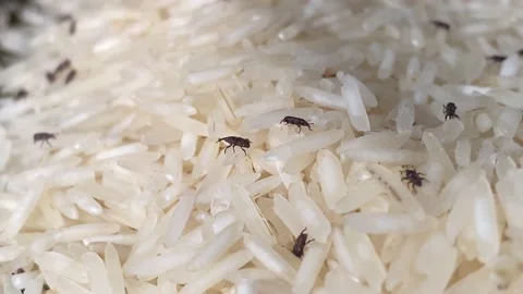 Rice bugs or Rice weevils crawling in grain | 4K Micro Shot Stock Footage 143316841
