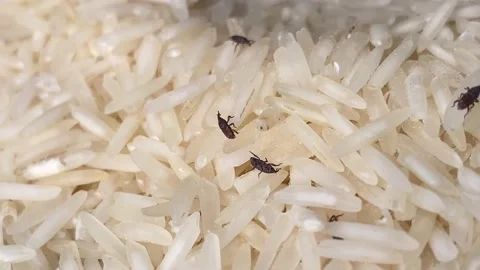 Rice bugs or Rice weevils crawling in grain | 4K Micro Shot Stock Footage 143316889