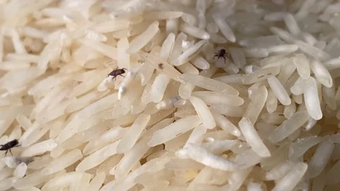 Rice bugs or Rice weevils crawling in grain | 4K Micro Shot Stock Footage 143316905