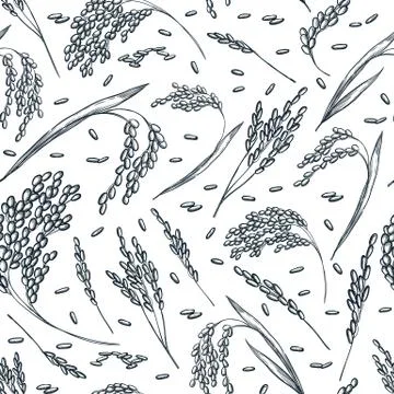 Rice cereal ears, vector seamless pattern. Sketch hand drawn illustration. As Stock Illustration
