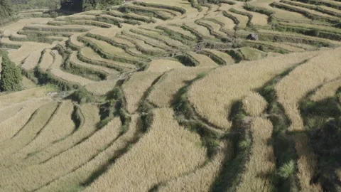 Rice China Drone Stock Footage 254557991