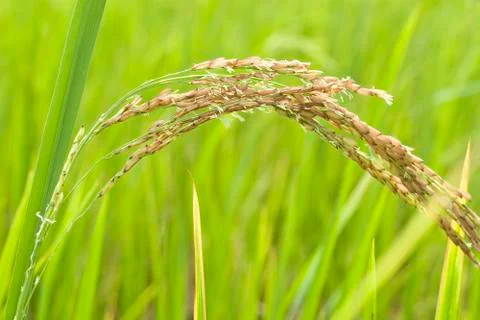 Rice close up Stock Photos