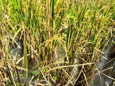 Rice at close range Stock Photos