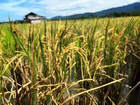 Rice at close range Stock Photos