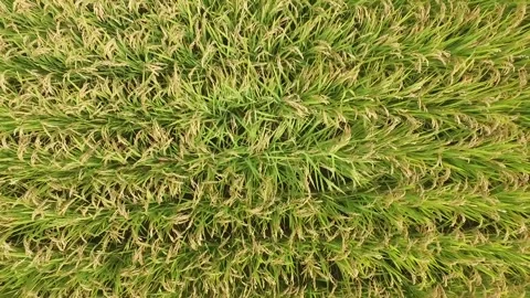 Rice Closeup Drone 스톡 동영상 317675257