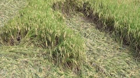 Rice collapsed in the fields due to strong winds and flooding Stock Footage 271387719