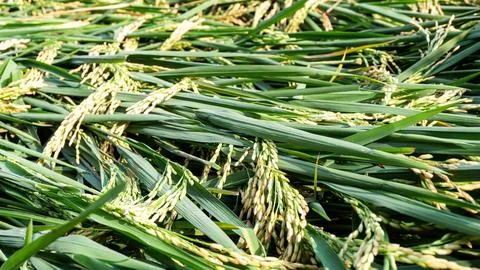 Rice collapsed in the fields due to strong winds and flooding 스톡 사진