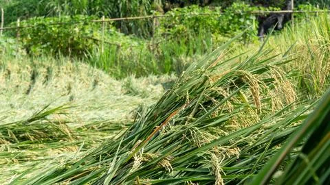 Rice collapsed in the fields due to strong winds and flooding Stock Photos