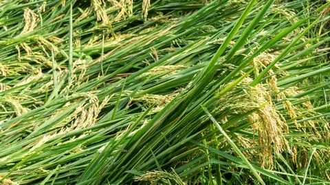 Rice collapsed in the fields due to strong winds and flooding Stock Photos