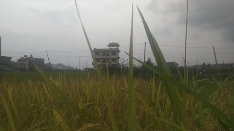 Rice coming soon 動画素材 139521679