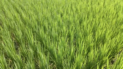Rice Crop Close Up Stock Footage 161447377