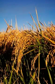 Rice Crop, Close-up Stock Photos