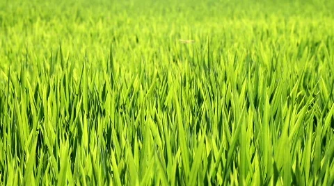 Rice crop Stock Footage 790788