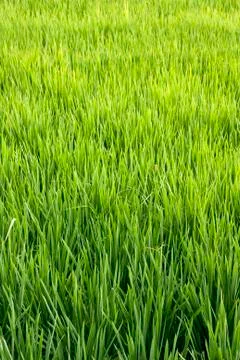 Rice crop Stock Photos