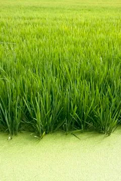 Rice crop Stock Photos
