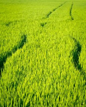 Rice crop Stock Photos