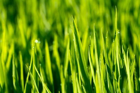 Rice crop Stock Photos