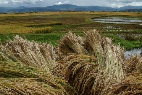 Rice crop Stock Photos