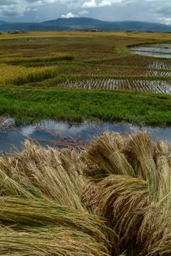Rice crop Stock Photos