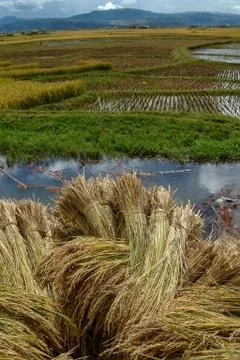 Rice crop Stock Photos