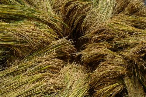 Rice crop Stock Photos