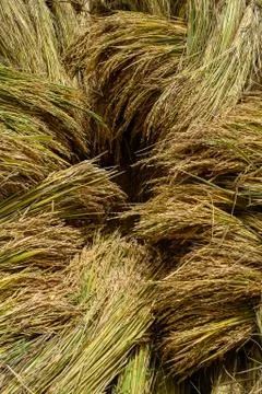 Rice crop Stock Photos