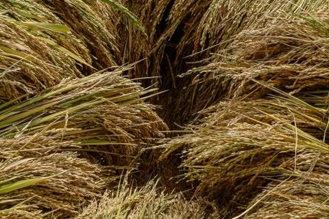 Rice crop Stock Photos