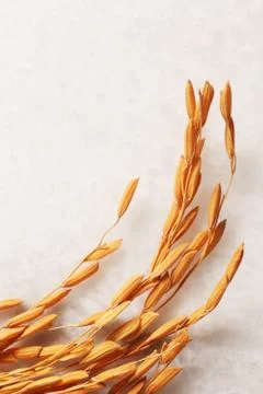 Rice crop 스톡 사진