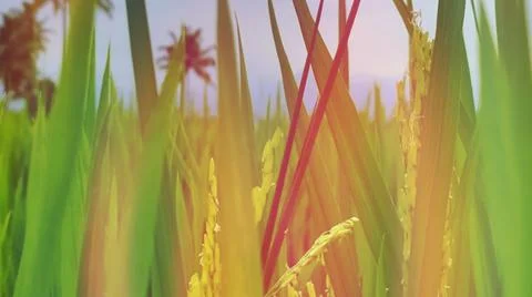 Rice crop, rice ears Stock Photos