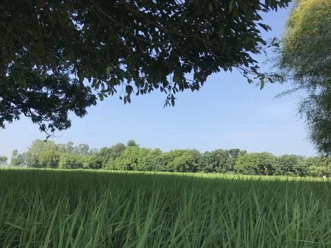 The rice crop view Stock Photos