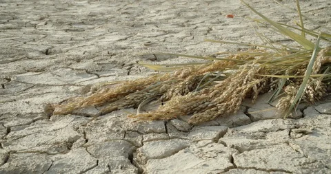 The rice crop was lost due to drought as a result of an environmental disaster Stock Footage 129335612
