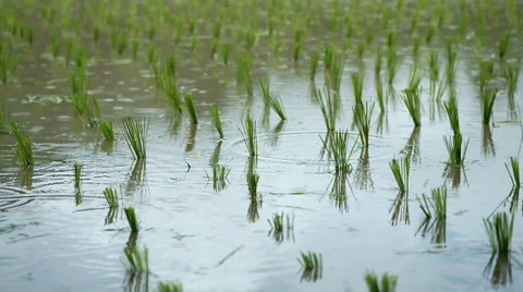 Rice crops and water rice farm filed in raining day Stock Footage