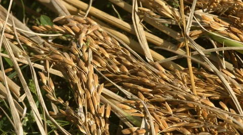 Rice Crops Stock Footage 46814333