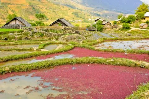 Rice crops Stock Photos